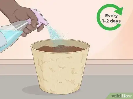 Image titled Grow Eucalyptus Step 5