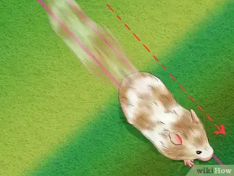 Image titled Choose a Healthy Hamster Step 10