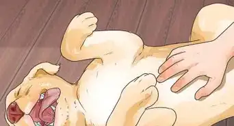 Brush a Long Haired Dog