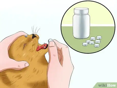 Image titled Treat Feline Cataracts Step 7