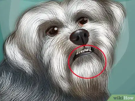Image titled Identify an Affenpinscher Step 5
