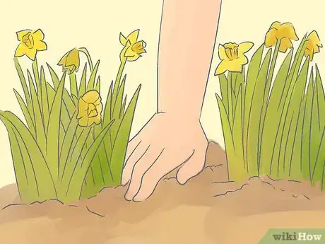 Image titled Transplant Daffodils Step 1