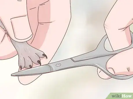 Image titled Take Care of a Hedgehog Step 25