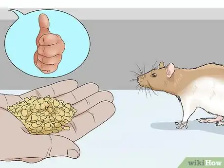 Image titled Train a Rat to Retrieve Objects Step 2