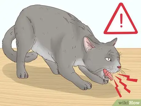 Image titled Diagnose and Treat Histoplasmosis in Cats Step 2