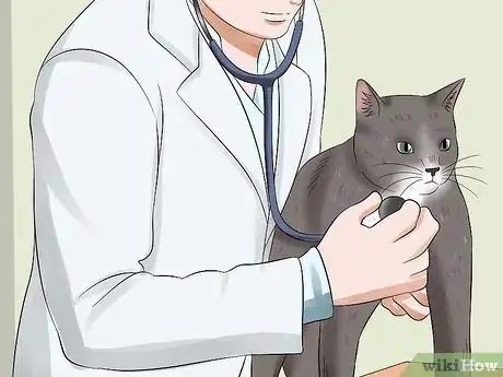 Image titled Prevent Heartworm Disease in Cats Step 7