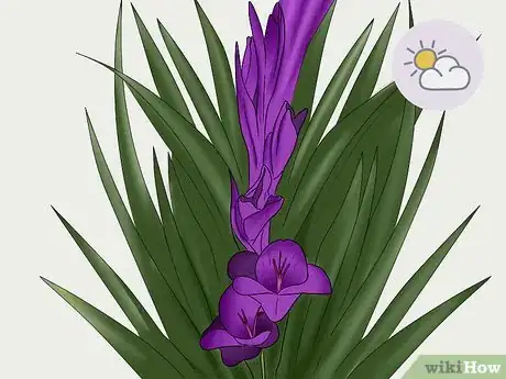 Image titled Cut Gladiolus Step 1