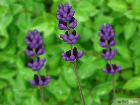 Image titled Choose Edible Flowers Step 4