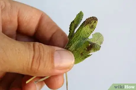 Image titled Dry Sage Step 11