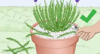 Plant Lavender in Pots