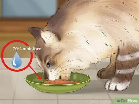 Image titled Treat Bacterial Cystitis in Cats Step 12