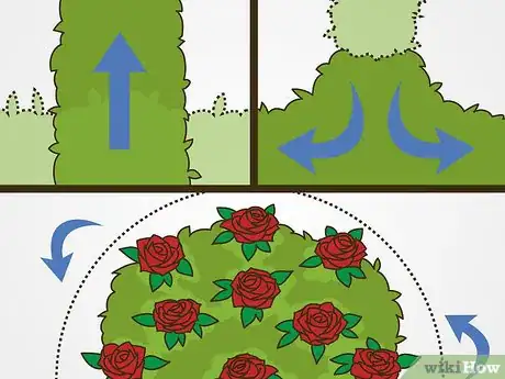 Image titled Maintain Roses Step 11