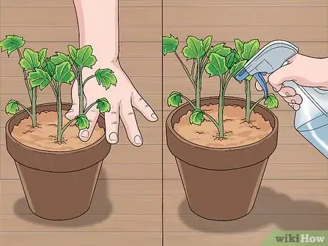 Image titled Grow Delphinium Step 15