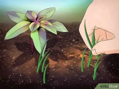 Image titled Grow Amaranth Flowers Step 10