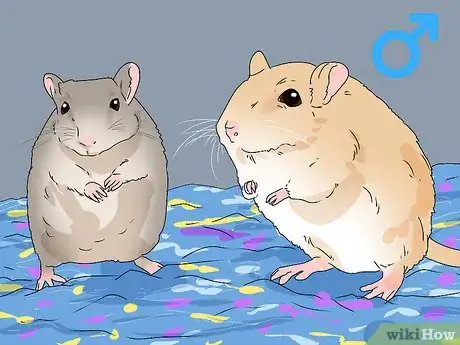 Image titled Buy a Gerbil Step 10