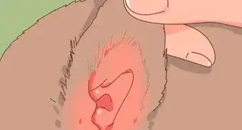 Choose the Right Kitten for Your Home