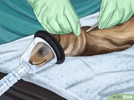Image titled Reduce Ferret Odor Step 13
