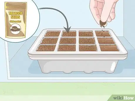 Image titled Grow Tobacco Inside Step 5