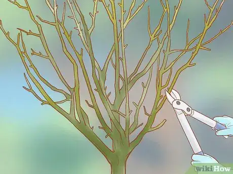 Image titled Prune a Fruit Tree Step 8