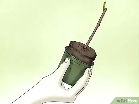 Image titled Plant Confederate Jasmine Step 21