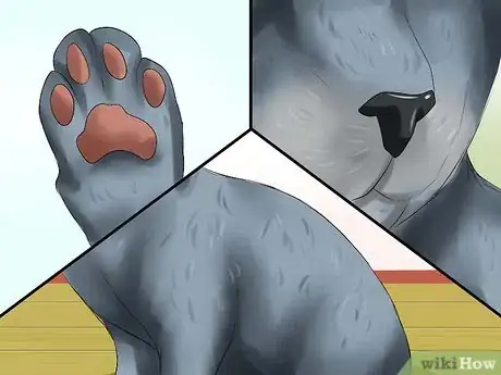 Image titled Identify a Russian Blue Step 6