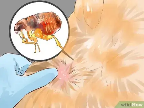 Image titled Care for American Longhair Cats Step 9