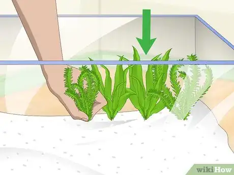 Image titled Care for a Pearl Gourami Step 3