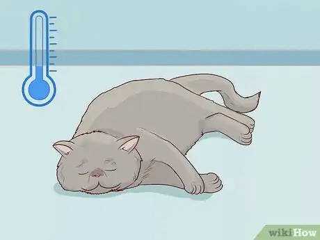 Image titled Handle Brachycephalic Airway Syndrome in Cats Step 5