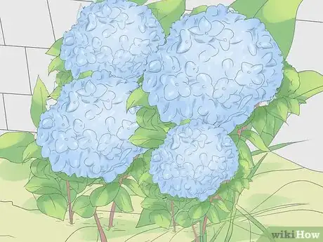 Image titled Grow Hydrangeas Step 10