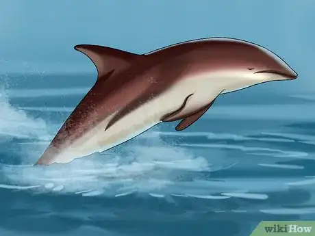 Image titled Identify a New Zealand Dolphin Step 11