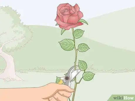 Image titled Force Bloom Flowers Step 1