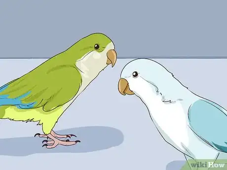 Image titled Entertain a Quaker Parrot Step 6