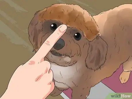 Image titled Diagnose Glaucoma in Poodles Step 6