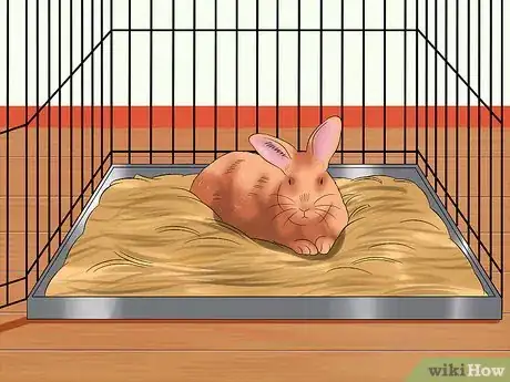 Image titled Care for Thrianta Rabbits Step 4