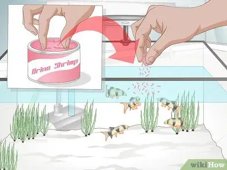 Image titled Take Care of Botia Fish Step 3