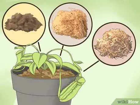 Image titled Care for Nepenthes (Tropical Pitcher Plants) Step 5