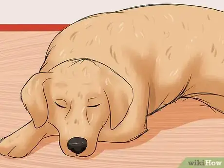 Image titled Diagnose Hypothyroidism in Golden Retrievers Step 2