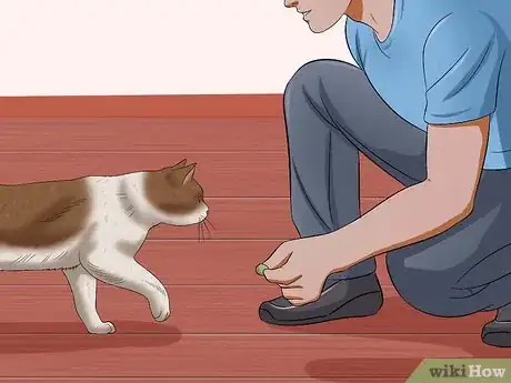Image titled Get Your Cat to Stand Up Step 4