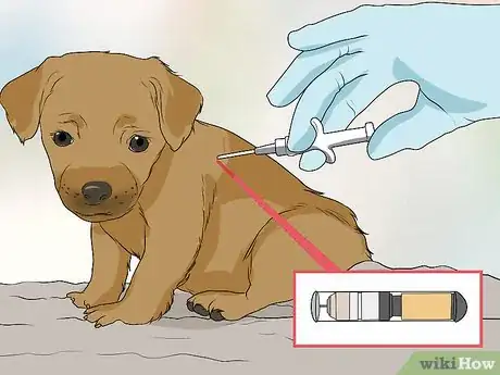 Image titled Fly Internationally With a Dog Step 8