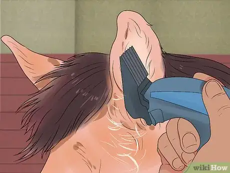 Image titled Groom a Miniature Horse for Show Step 11