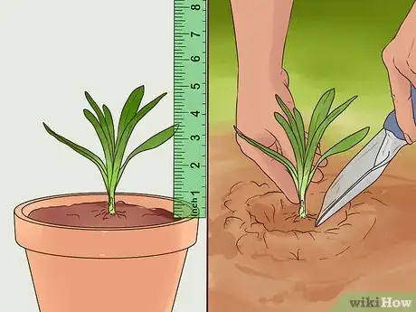 Image titled Grow Perennials From Seed Step 15