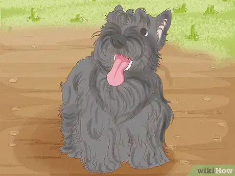 Image titled Identify a Scottish Terrier Step 12