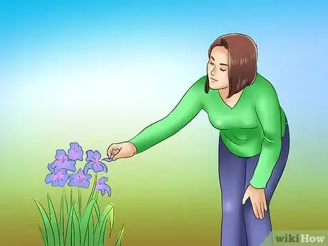 Image titled Deadhead an Iris Step 6