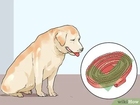 Image titled Groom a Short Haired Dog Step 1