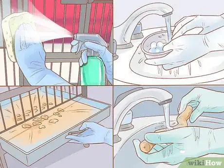 Image titled Treat Chlamydiosis in Lories and Lorikeets Step 16