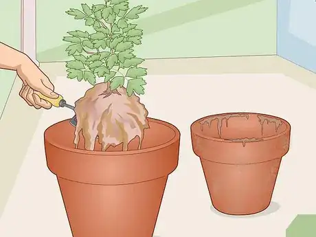 Image titled Care for a Bleeding Heart Step 19