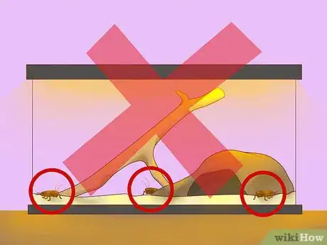 Image titled Feed a Lizard Step 7