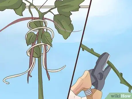 Image titled Prune Grape Vines Step 12