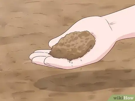 Image titled Plant Easter Lilies Step 2