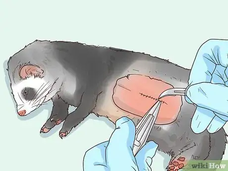 Image titled Get Your Ferret Spayed or Neutered Step 13